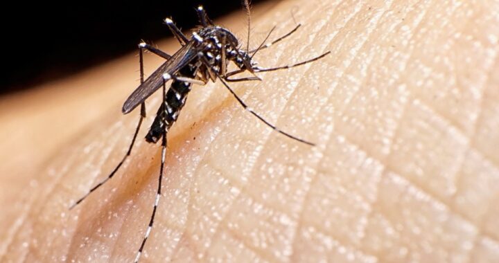 Casos de dengue aumentan en Morelos